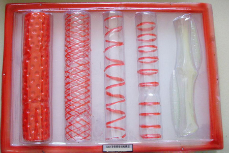 導(dǎo)管篩管模型